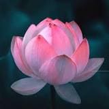 Egyptian Lotus Oil Fragrance: Pure Essential Oil Blend