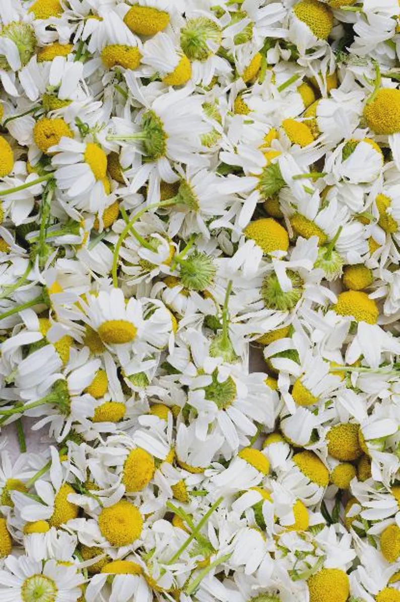 Egyptian Chamomile Oil: 100% Organic Vegan Beauty Oil (1oz/30ml)