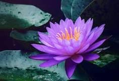 Egyptian Lotus Oil Fragrance: Pure Essential Oil Blend